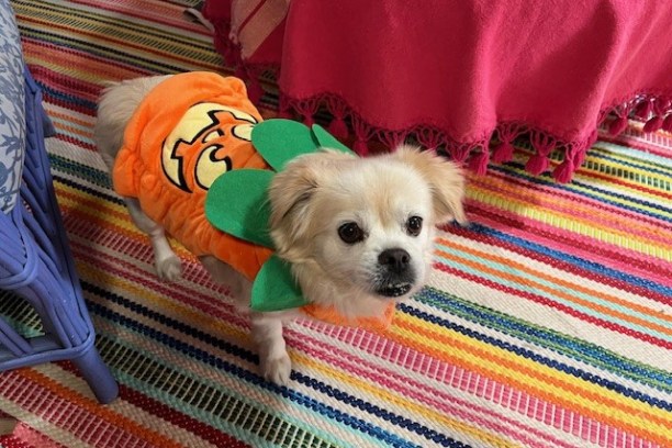 Even Charlie our dog mascot dressed up in a Pumpkin costume for Halloween