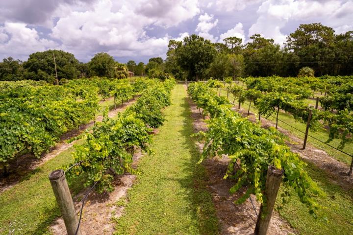 Rows of grapevines in a green vineyard under a cloudy sky.